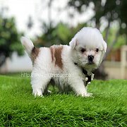 ชิสุ ทอย เพศผู้..ตัวเล็ก ขาสั้น ตัวเตี้ย @ พิษณุโลก