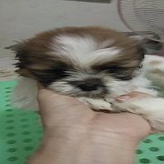 ชิสุห์แท้ 