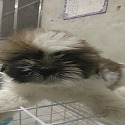 ชิสุห์แท้  เมีย 2 ผู้ 1