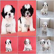 จำหน่ายชิสุทอยแท้คอกใหม่🐶ผู้6เมีย1📲0995295266พร้อมย้ายบ้านมีบริก...