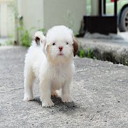 Shih tzu แท้เพศผู้ มีบริการส่ง กรุงเทพเก็บเงินปลายทาง ไม่ต้องโอนมัดจำ รับน้องหมา...