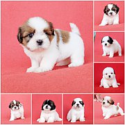 💥ชิสุทอยแท้คอกใหม่พร้อมย้ายบ้านแล้ว🐕เมีย7ตัวผู้1ตัว🐶ฟอร์...