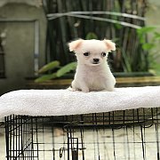 ด่วนคะ วันนี้ราคาพิเศษ3,500฿ชิวาวาขนยาว กทม.