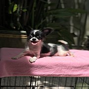 ชิวาวาขนยาวแท้ 3,500฿