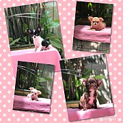 ชิวาวาขนยาวแท้ 3,500฿ พร้อมส่ง กทม.