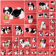 Shihtzu ชิสุพร้อมย้ายบ้าน มีผู้ 4 ตัวครับ มีบริการส่ง