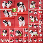 Shihtzu ชิสุเพศเมีย มี 7 ตัว มีบริการส่งจ้า