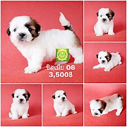 Shihtzu  ชิสุเพศเมีย 06