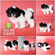 Shihtzu  ชิสุเพศผู้ 02