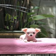 ชิวาวาขนยาวแท้ เพศเมีย ราคา3,500฿