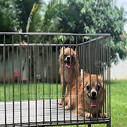 ขายชิวาวาขนยาว เกรดสวย พันธุ์แท้💯@ พิษณุโลก