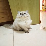 ขายแมวเปอร์เซียแท้ ชิลชิลล่าน่ารักขี้อ้อน
