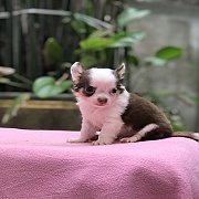 ชิวาวาขนยาว ราคาเริ่ม3,500สนใจทักไลน์คะ