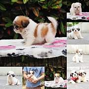 🔆🔆🔆Shihtzuจำหน่ายชิสุแท้น่ารักตัวเล็กสุขภาพดี🔆&#...