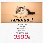ลูกแมว Exotic ผสม Scottish fold (เพศเมีย)