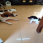 พร้อมส่ง​ ไม่ตัดหาง​ สามสี​ เพศผู้