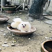 ชิวาวาขนยาวและปอมแท้ แบ่งออก ราคากันเอง3,500฿