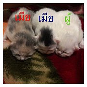 ขายลูกแมวเปอร์เซีย