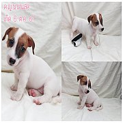 ลูกสุนัขแจ็ครัสเซลเทอเรียแท้พร้อมย้ายบ้าน