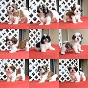 🐕Smalldogland​🐕จำหน่ายลูก​ชิสุห์​ทอยแท้มาร์ค​สวยเกรดสวยมีทั่งผู้...