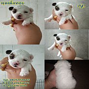 เปิดจอง พุดเดิ้ลทอย เพศ ญ. สีแฟนซี ขาวน้ำตาล