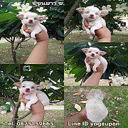 ชิวาวาขนยาว เพศ ช.  วัคซีนแล้ว