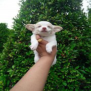 ชิวาวาขนยาว เพศ ช. วัคซีน แล้ว พร้อมย้ายบ้าน จัดส่งทั่วประเทศ