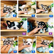 !!GRADE A!!ชิวาวา ขนยาวเกรดเอ ฟอร์มสวยๆ เริ่มต้น 3,500 บาท