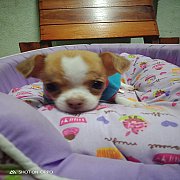 ชิวาว่าขนสั้นไซส์เล็ก