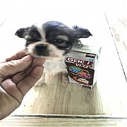 ชิวาว่า ขนยาว หญิง  3500