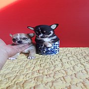 ลูกชิวาวาขนสั้น หัวแอปเปิล หน้าสั้นๆ ตาโตๆ เพศผู้ 1 เมีย 1 ราคา3500 ติดต่อ 08408...