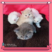 ***ขายแล้ว***ลูกแมวเปอร์เซีย