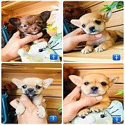 !!SALE 3,500 บาท!!ชิวาวา ขนสั้นและยาวเพศผู้ ราคาเริ่มต้น 3,500 บาท<<<&l...