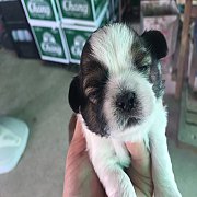 ชิสุแท้ ตัวผุ้ ซี