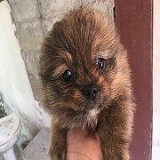 ชิสุผสมปอม