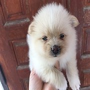 ปอมขาว สวย ๆตัวเมีย