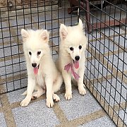 ปอมขาว สวยเบา ๆ