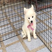 ปอมขาว สวย ๆ จ้า