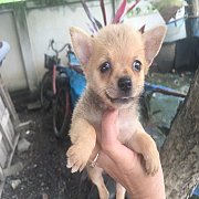 ปอมผสมชิวาวสวา สีครีม 3000