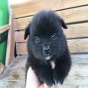 ปอมผสม ตัวเล็ก 3500