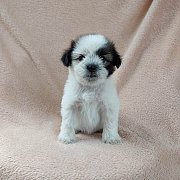 ชิสุผสมปอม3500.-idline::happyshihtzu4289 มีเก็บปลายทาง