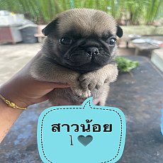 ขายลูกปั๊ก 