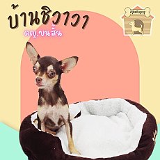 ดญ.ชิวาวา ขนสั้น