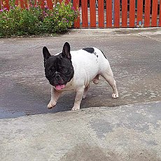 French Bulldog พ่อพันธ์หนุ่มเปิดรับผสม