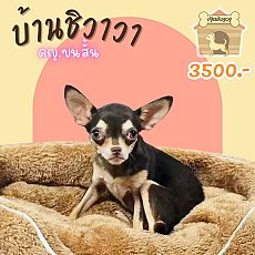 ดญ ชิวาวา ขนสั้น