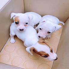 ++++ ขายแจ็ครัสเซล แท้ พร้อมย้ายบ้าน ++ โทร 0901152280 LINEไอดี @xpq5399y