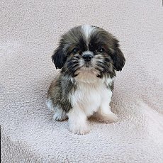 ชิสุผสมปอม3500.-วัคซีน+ถ่ายพยาธิแล้วส่งฟรีกทม.มีปลายทาง line:: happyshihtzu4289