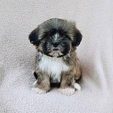 ชิสุผสมปอม3500.-วัคซีน+ถ่ายพยาธิแล้วส่งฟรีกทม.มีปลายทาง line:: happyshihtzu4289