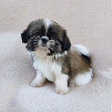 ชิสุผสมปอม8ตัวราคาตัวละ3500.-วัคซีน+ถ่ายพยาธิแล้วส่งฟรีกทม.มีปลายทาง line:: happ...