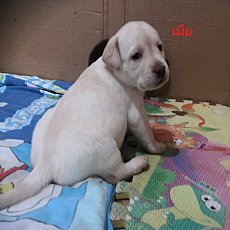 ขายสุนัขพันธ์ุลาบาดรอ